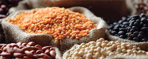 缅甸豆类产品长远发展前景