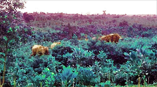 伊洛瓦底省一县区的农田遭到野象群的破坏