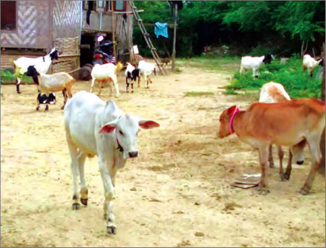 缅甸中部干旱地区将帮助农民们发展饲养业