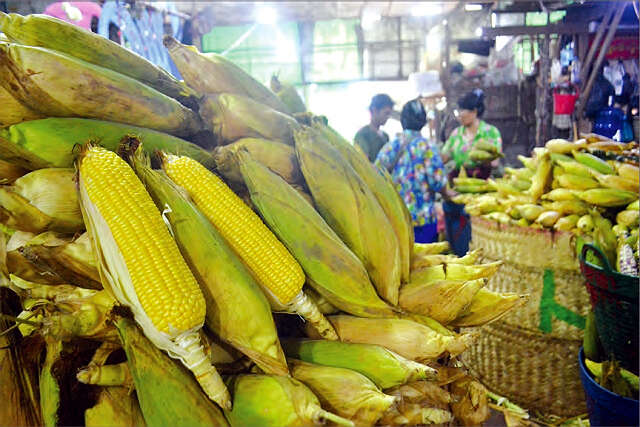 缅甸玉米生产量大但却缺乏本国良种品种