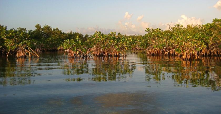 沼泽林保护生态环境的作用