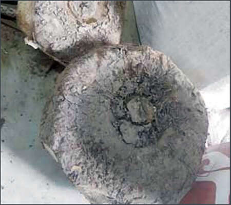 新上市的魔芋由于购买力强盛价钱创新高