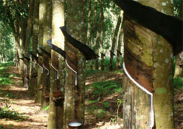 缅甸加入ANRPC将促进其国内橡胶种植业的发展