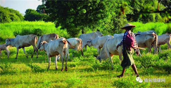 政府审查活牛出口计划