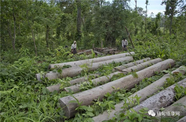 政府颁布更严格的森林法