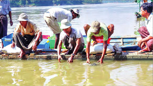 为使岱龟能顺利繁衍亲敦江上游专门放生雄岱龟
