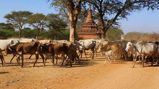 将近一年时间内缅甸出口活牛15多万头