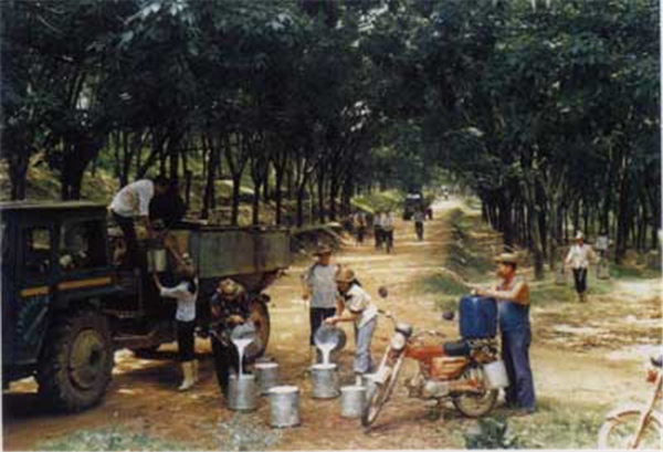 缅甸政府将与种植者等起草橡胶行业立法