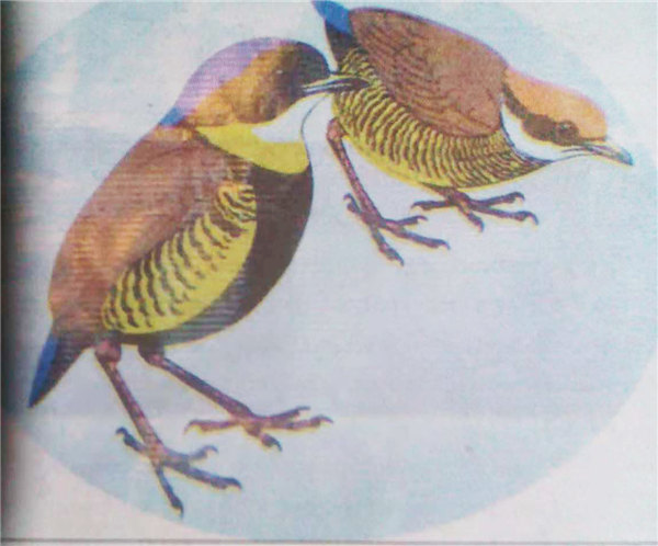 德林达依省墨吉地区将加强一珍稀鸟类的维护工作