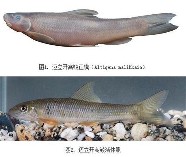 中科院昆明动物研究所科研人员在缅甸发现鱼类新种