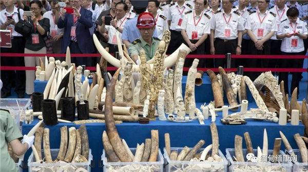 缅甸与中国的非法象牙贸易日益增长