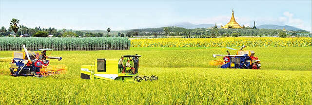 缅甸国内粮食生产情况