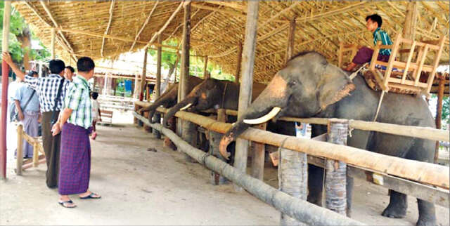 大象营地将成为民众们的新旅游景点