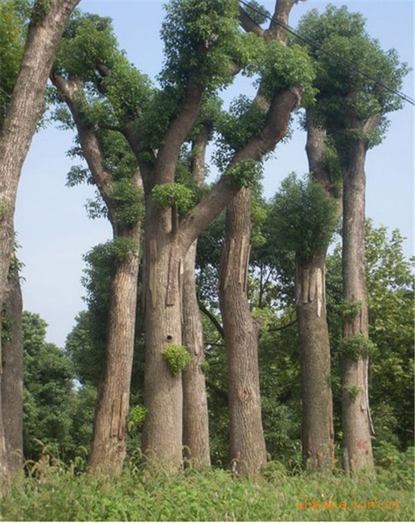 缅甸樟脑价格上涨三倍