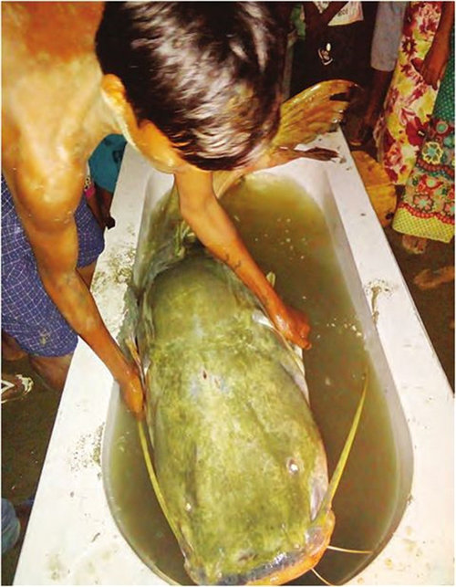 马奎省伊洛瓦底江上捕获一特殊大鱼后将其放生