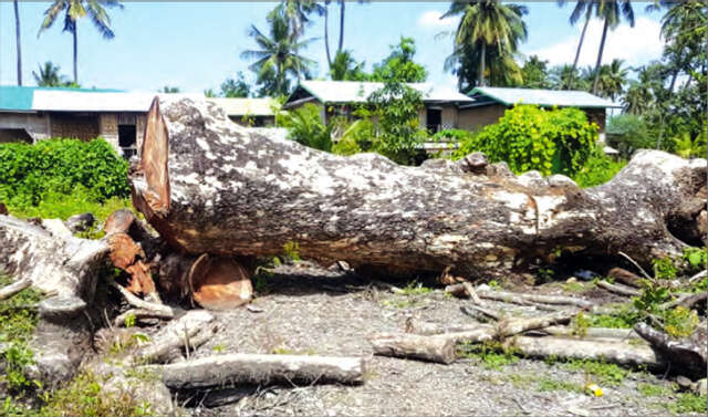 缅甸乡村百年老树正不断地被砍伐变卖
