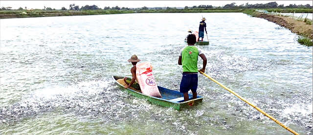 缅甸的淡水鱼养殖业情况