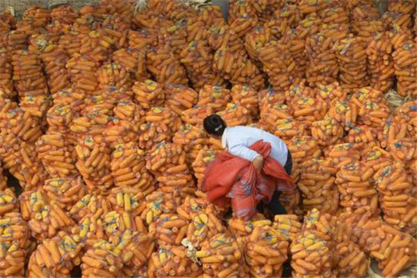 缅甸农产品、大米、玉米在木姐仓库堆积如山