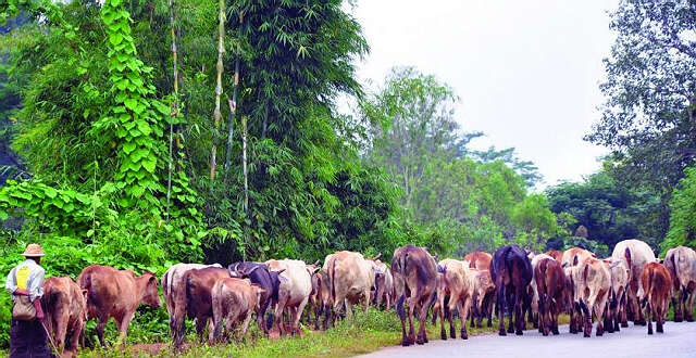 活牛出口是否会影响缅甸农业的发展？(一)