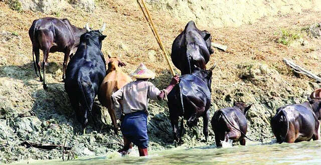 活牛出口是否会影响缅甸农业的发展(二)？