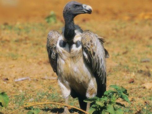 缅甸将与其他亚洲国家合作进行秃鹫鸟的维护工作