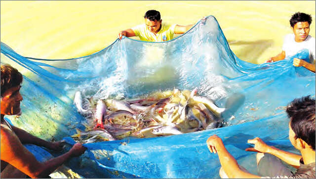 缅甸的10种水产品自12月1日起可出口欧盟国家