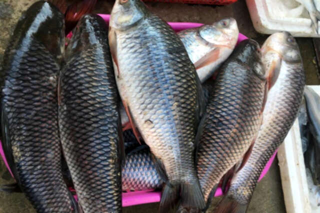 沙特禁止缅淡水鱼进口使缅甸损失3千多万美元外汇收入