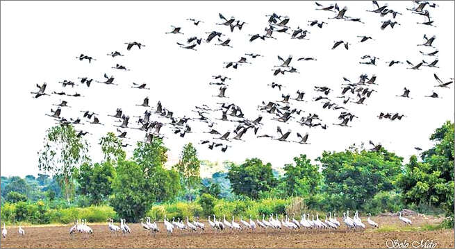 曼德勒市及附近地区已有大批候鸟来报到