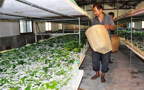 荷兰专家将到缅甸教授养蚕技术