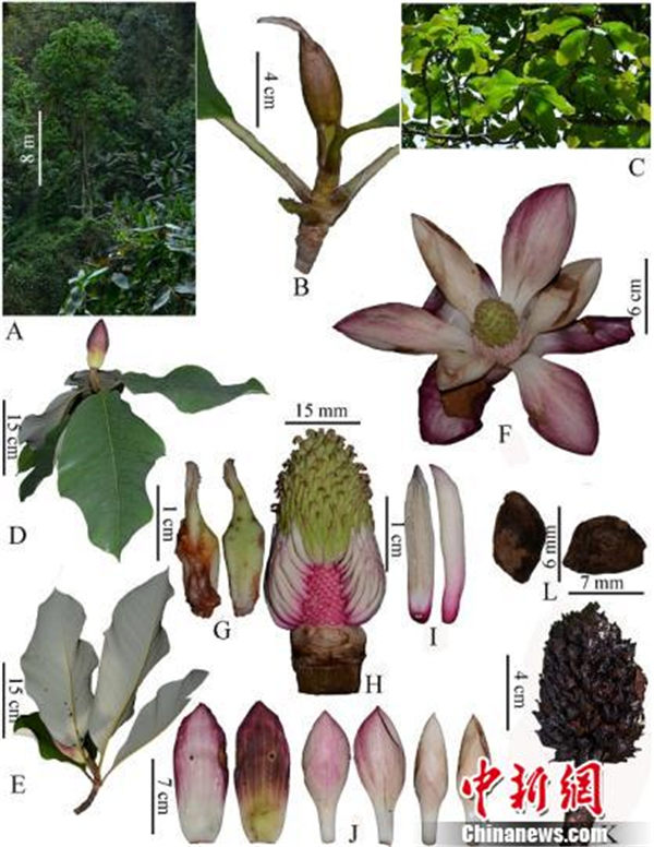中国科研人员在缅甸发现木兰科一新种克钦木兰