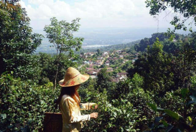 掸邦南部彬得亚市将举办茶叶节及当地传统产品展销会