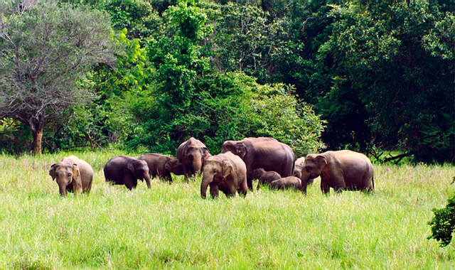 仰光省及勃固省交界处在稻谷收割季节时常有野象出没