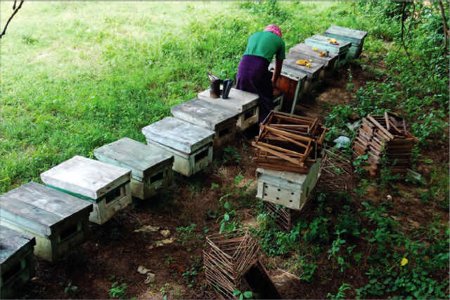 马奎省民间养蜂业蓬勃发展