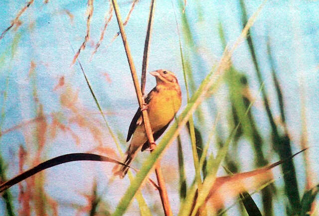 总数已减少了90%的雀科小鸟急需加强保护