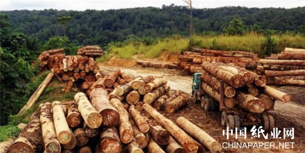 缅甸柚木出口政策有什么变化？