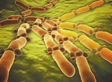 天上一日地上十年 “偷渡”到太空的微生物有多强