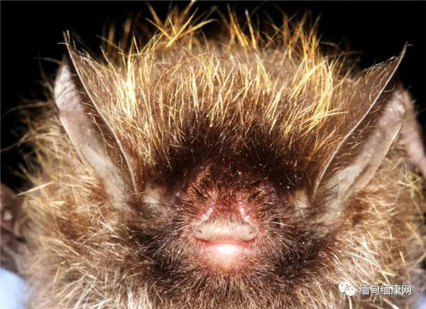 科学家在缅甸发现了39种新物种