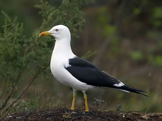 实皆省茵都基湖地区发现一种新型候鸟