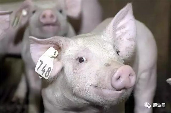 何故？缅甸贸易司宣布暂停从中国进口冷冻猪肉……