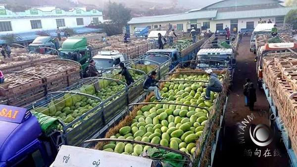 缅甸木姐瓜果囤积 价格大跌