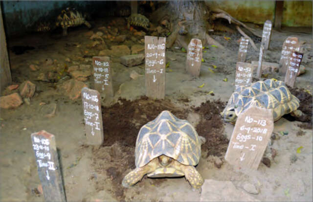 蒲甘市一保护林公园饲养星龟大有成就