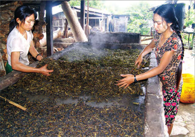缅甸钦邦茶叶生产情况