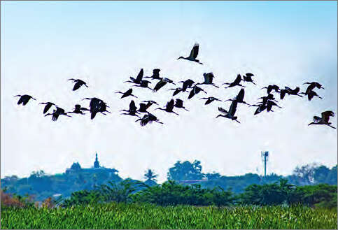 密铁拉湖滨地区有大批候鸟前来栖息