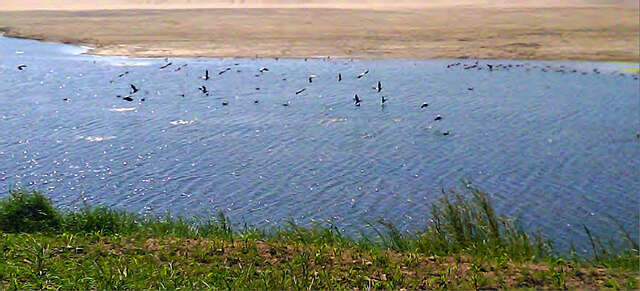 伊洛瓦底江上的候鸟也极需加以保护