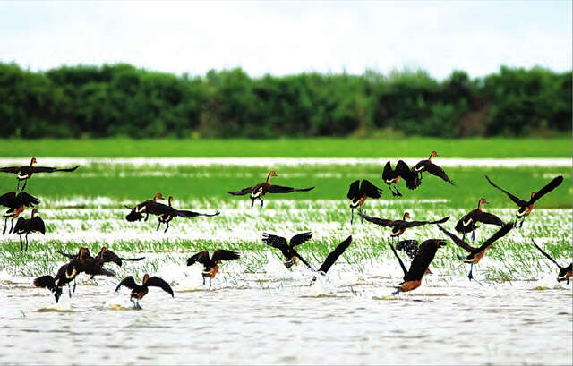莫允基湖保护林中已有大批候鸟光临