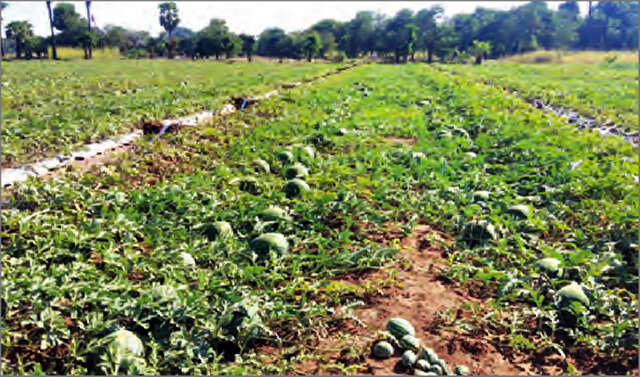 缅甸中部地区瓜农们盼望木姐边境公路能畅通无阻