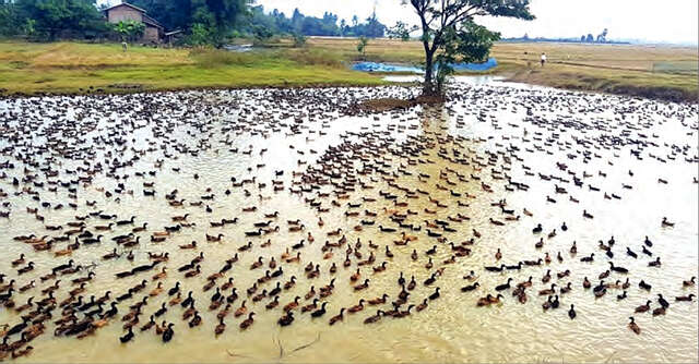 雨季稻收割后的农田变成了养鸭场