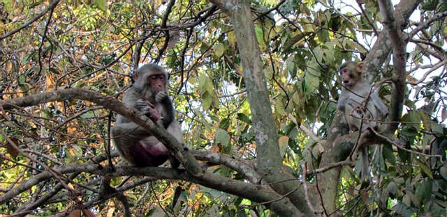 仰光罗开自然公园将限制猴群数量