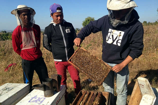 缅甸自明年起每年将向欧洲出口蜂蜜800吨