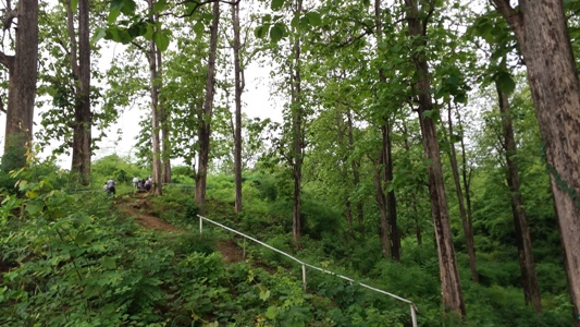 勃固山脉内的“盜木之路”由谁负责处理解决？